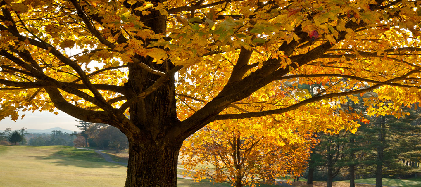 fall tree in landscape