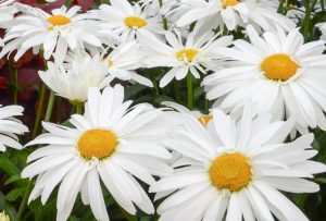 Close up Shasta Daisy