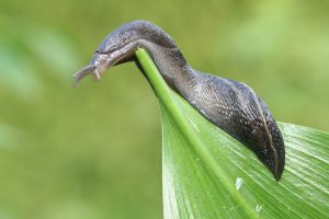 slug in garden in West Chester, Ohio