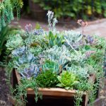 Creative succulent arrangement for Mother’s Day garden gift in Cincinnati"