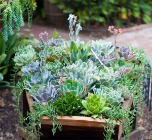 succulent and sedum plants growing in a container