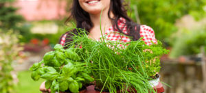 vegetable plants in west chester, ohio