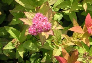 Spirea in Cincinnati, Ohio