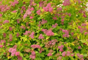 Spirea in garden in West Chester, Ohio 