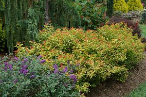 Spirea hedge an alternative to boxwood in Cincinnati, Ohio