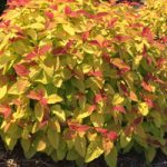 Spirea shrub colorful foliage sheared hedge alternative to boxwood Cincinnati