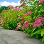 ow-maintenance spirea adding seasonal color in West Chester landscapes