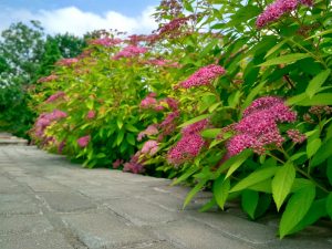 ow-maintenance spirea adding seasonal color in West Chester landscapes