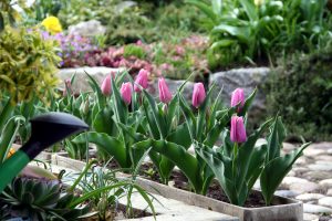 Lush spring bulb container garden in Cincinnati, Ohio, perfect for seasonal blooms.