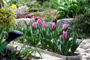 Spring Bulb Container Garden in Cincinnati, Ohio