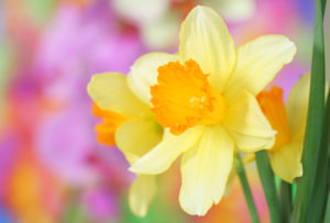 daffodil spring bulb in garden