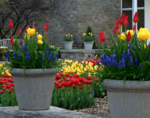Large container garden with layers of spring bulbs ready for planting