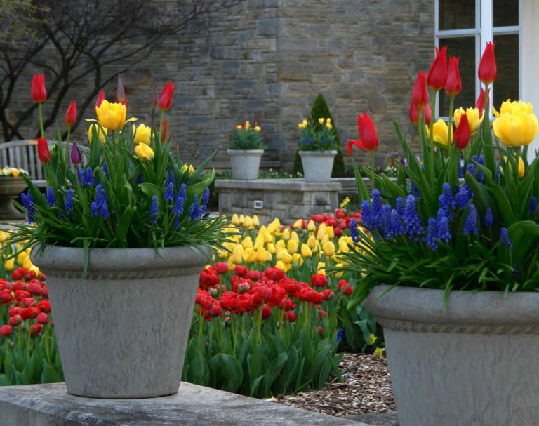 Small Spring Bulb Container How to Create a Spring Bulb Container Garden-Natorp's