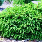 warf Spruce Pumila compact evergreen shrub alternative to boxwood