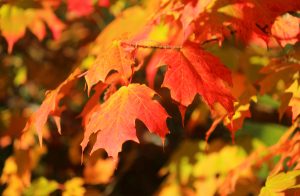 leaf of sugar maple tree