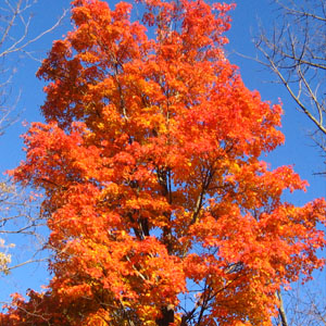sugar maple tree, west chester, ohio