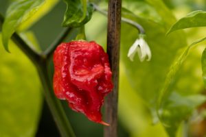 Supet hot peppers growing at Natorp's Nursery in Cincinnati, Ohio