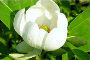 Magnolia Tree in Cincinnati, Ohio