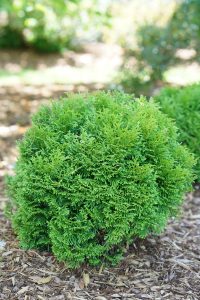 Boxwood alternatives for Mason, West Chester, Loveland, and Cincinnati landscapes