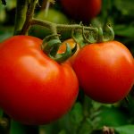 “Healthy vining tomato plants growing on a trellis in a Cincinnati garden with ripe red tomatoes and green fruit developing on the vine during summer.”