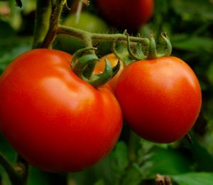 tomato plant