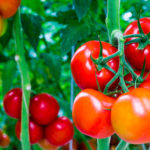 tomato plants in garden, cincinnati, ohio