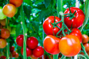 Hybrid tomato plant in a Cincinnati garden with large red fruit