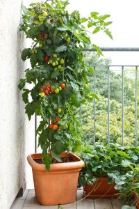 tomato container garden in Cincinnati, Ohio