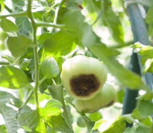 End Rot on Tomatoes