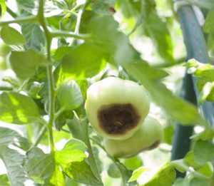 End rot on tomatoes with guide for treatment