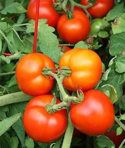 happy day tomato plant