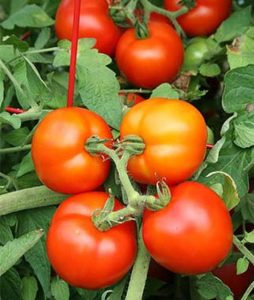 Over 100 tomato varieties at Natorp’s Nursery, Cincinnati, Ohio.