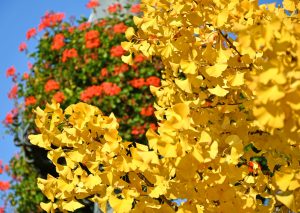 Ginkgo Tree in Cincinnati landscape