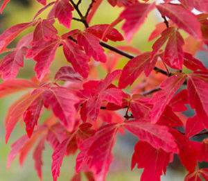 maple tree in cincinnati, ohio