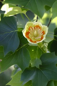 Tulip Tree Native Plants in Cincinnati, Ohio