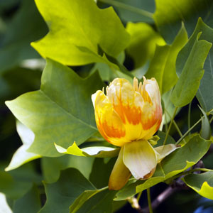 Tulip Poplar with large tulip-shaped spring blooms and bright yellow fall leaves, a fast-growing shade tree for Cincinnati yards