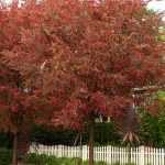 Frontier Elm with yellow to reddish-purple autumn foliage