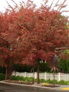 Frontier Elm with yellow to reddish-purple autumn foliage
