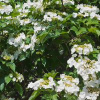 viburnum in garden, loveland, ohio