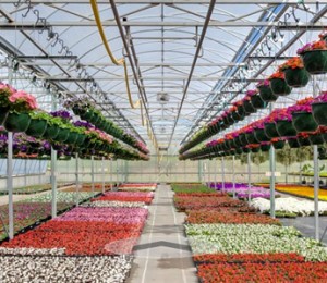 Behind the Scenes at Natorp's Greenhouse, Cincinnati's Largest Plant Nursery