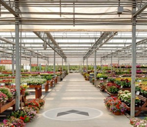 Behind the Scenes, Natorp's 333 Acres Plant and Tree Nursery in Cincinnati, Ohio
