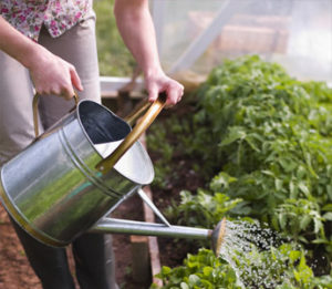 Gardener watering plants in hot summer weather in Cincinnati garden