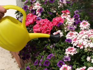 Watering Container Garden in Cincinnati, Ohio