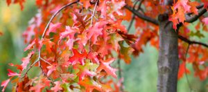 Scarlet Oak in Cincinnati, Ohio