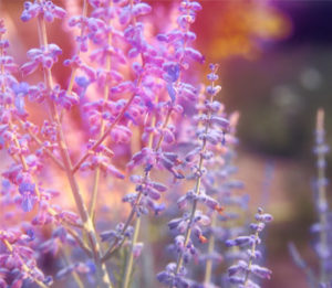 lavender on plant nursery