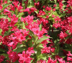 red weigela