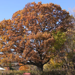 white oak in mason, ohio