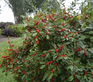 Deciduous holly shrubs with bright berries showing successful pollination
