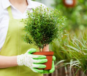 woman holding plant