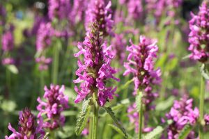 Stachys monieri Hummelof Betony, Woundwort